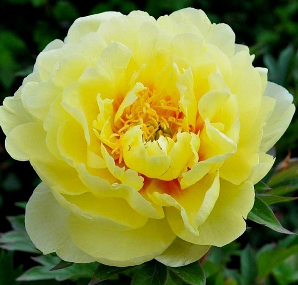 Пион Ито-гибрид 'Бартзелла' (желтый)