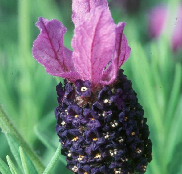 Лаванда Фатхед