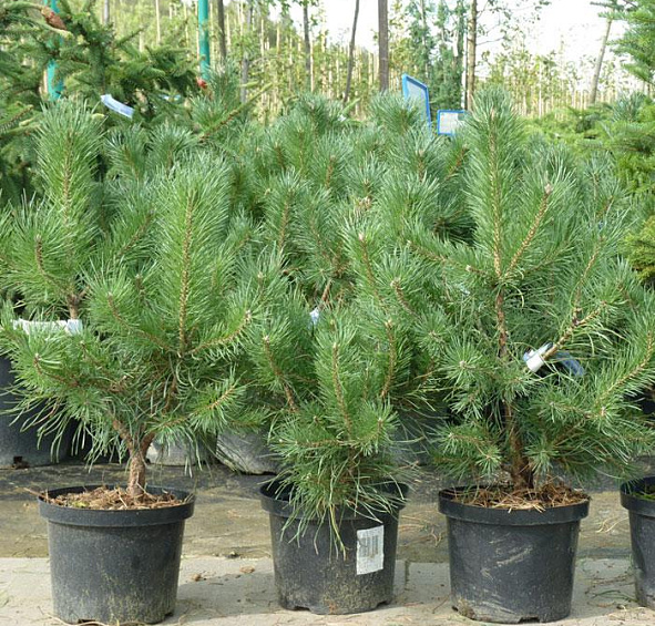 Сосна обыкновенная Глаука (Glauca)