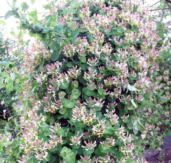 Жимолость Каприфоль (Caprifolium)