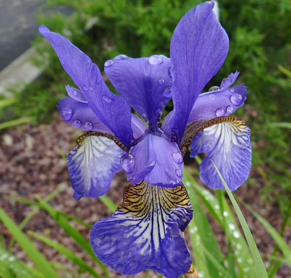 Ирис сибирский (Iris sibirica)