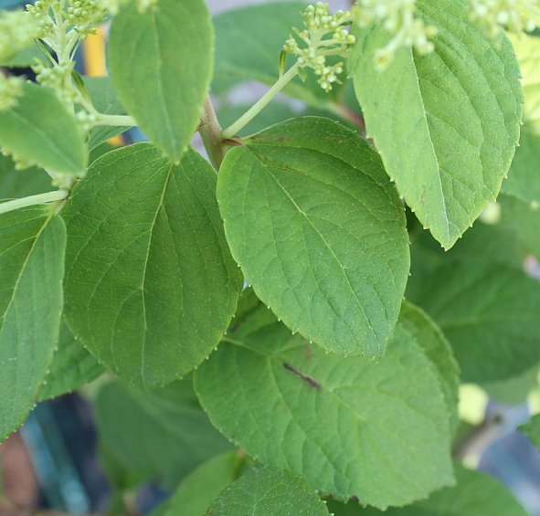 Гортензия метельчатая 'Бобо'