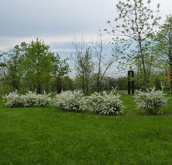 Спирея серая (пепельная) 'Грефшейм'