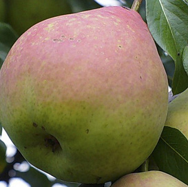 Груша 'Любимица Мичуринска'