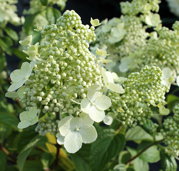 Гортензия метельчатая 'Брюсель Ласе'