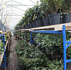 Фотоальбом Апрель в садовом центре (2012 г) Рододендроны на стеллажах