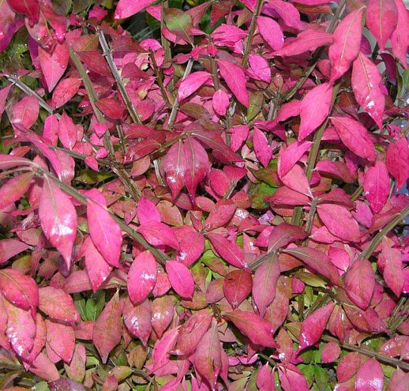 Бересклет крылатый 'Компакта'