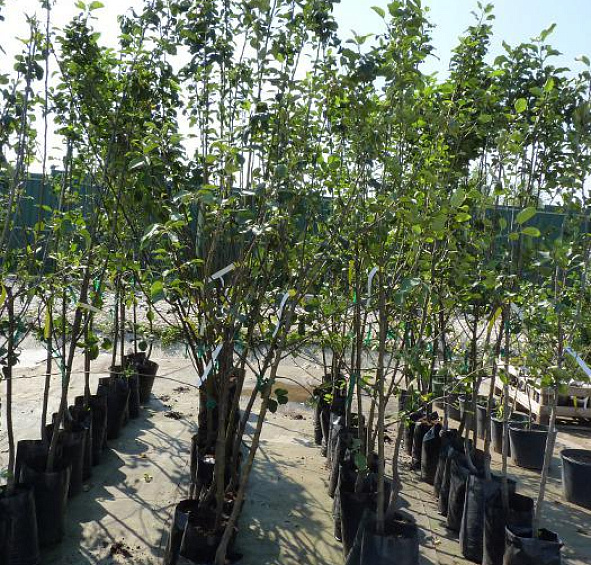 Яблоня домашняя 'Антоновка'