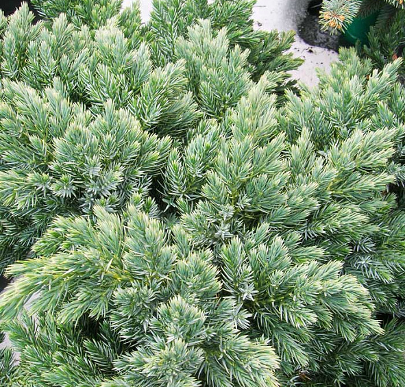 Можжевельник чешуйчатый 'Блу Швед'