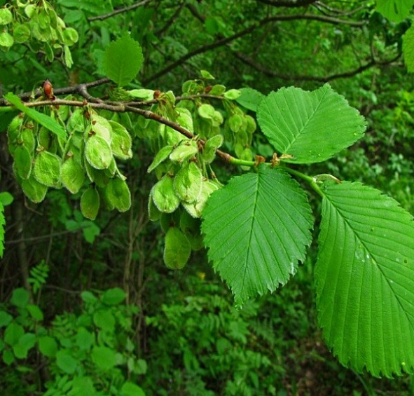 Вяз гладкий