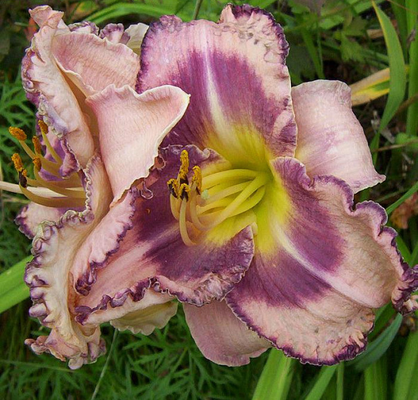 Лилейник Роял Брайд