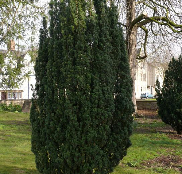 Тис ягодный (Taxus baccata)