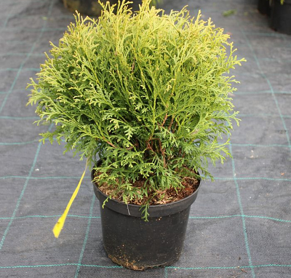 Туя западная 'Литл Гиант'