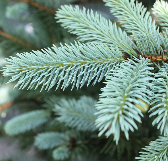 Ель колючая 'Фат Альберт'