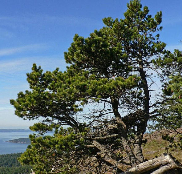 Сосна скрученная