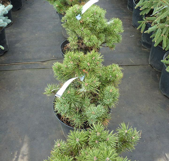 Сосна горная 'Гном'