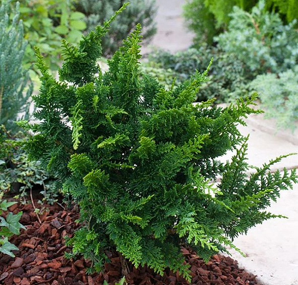 Кипарисовик тупой 'Тедди Бир'