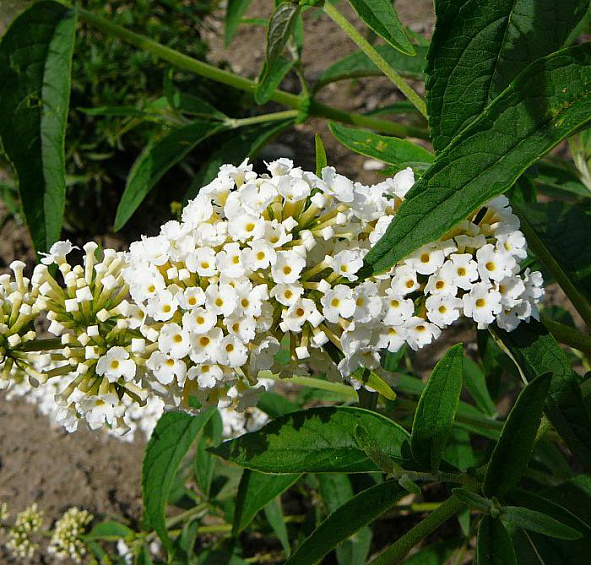 Буддлея Давида 'Уайт Болл'