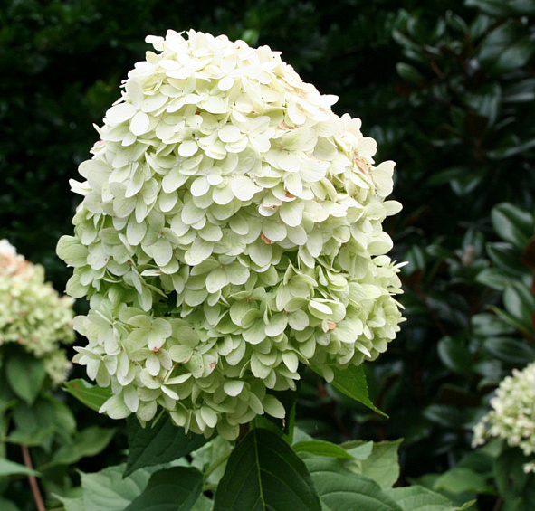 Гортензия метельчатая 'Лаймлайт'
