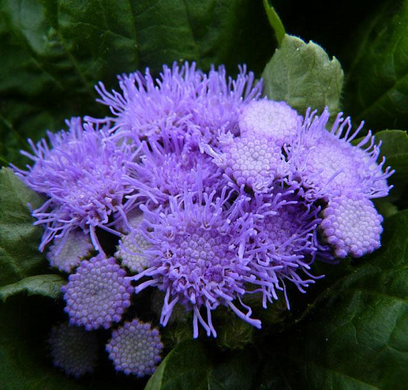 Агератум Хоустона Перл Блу