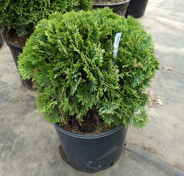 Туя западная 'Даника'