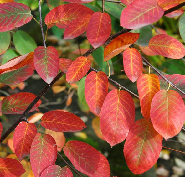 Ирга канадская (ламарка) 'Балерина'