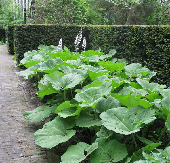 Белокопытник гибридный