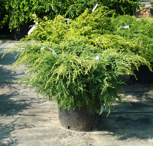 Можжевельник пфитцериана Голд Коаст (Gold Coast)