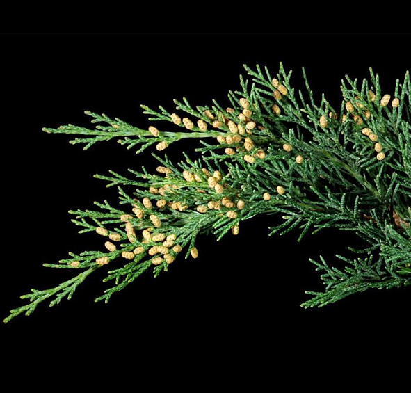 Можжевельник китайский Обелиск (Obelisk)