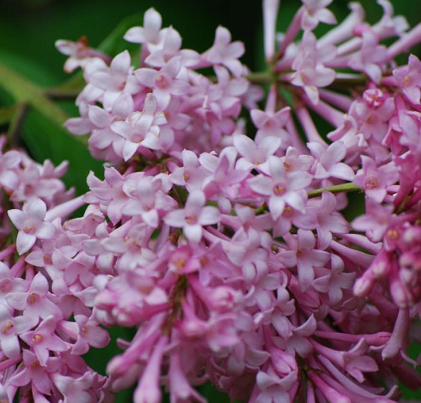 Сирень Престон 'Джеймс Макфарлейн' (розовая)