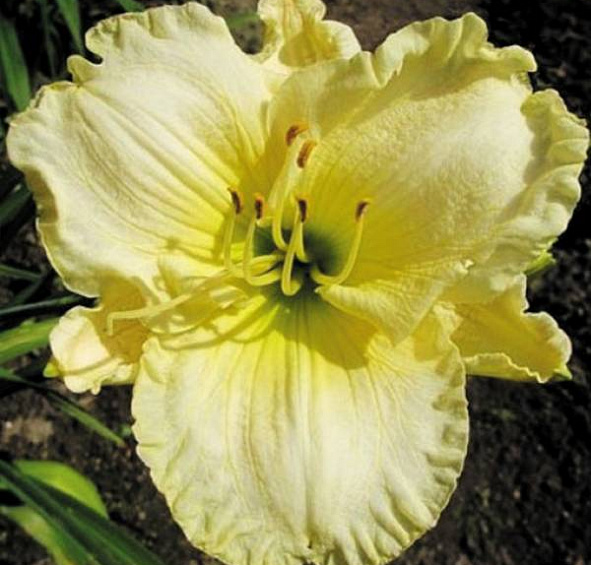 Лилейник гибридный Кул Ит (Cool It)