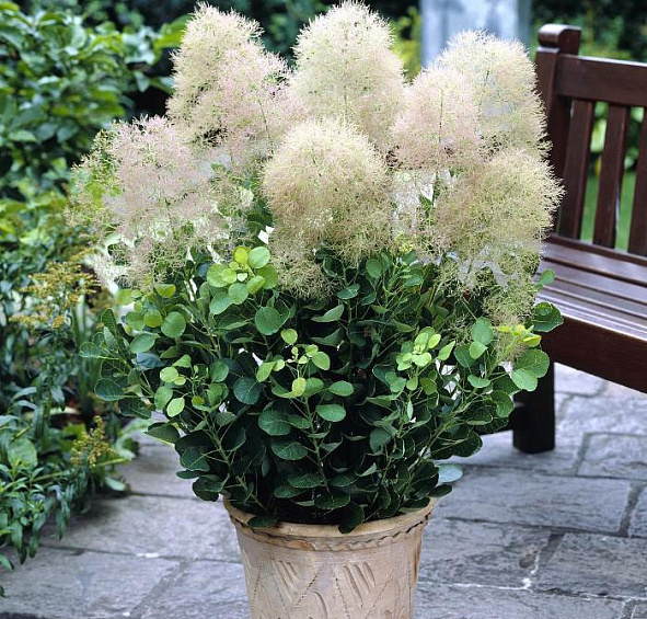 Скумпия кожевенная 'Янг Леди'