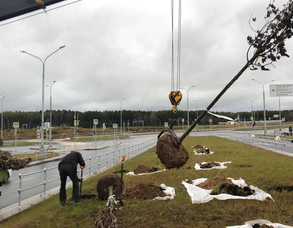 Благоустройство дорожного участка в посёлке Комунарка – Южный Озелеленение Комунарка