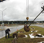 Благоустройство дорожного участка в посёлке Комунарка – Южный Озелеленение Комунарка
