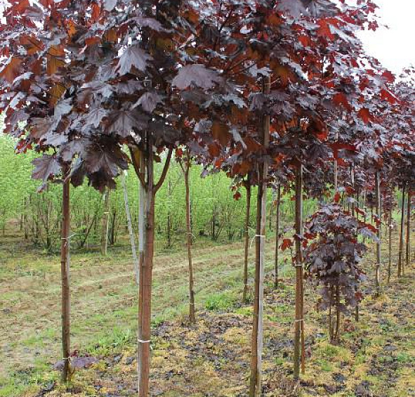 Клен остролистный 'Фассенс Блэк'