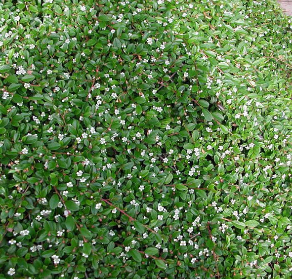 Кизильник Даммера