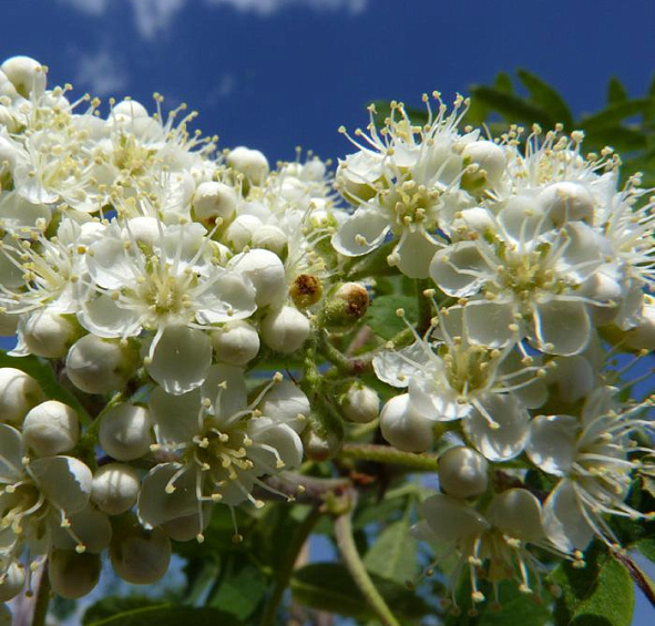 Рябина обыкновенная 'Фастигиата'