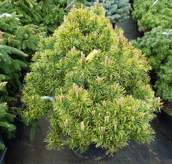 Сосна горная 'Винтер Голд'