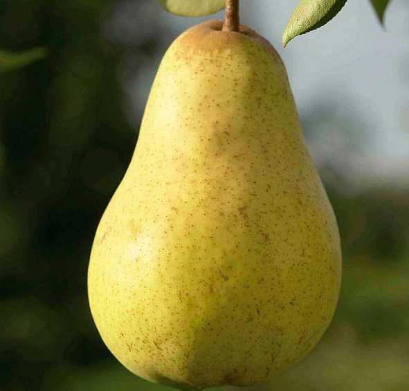 Груша 'Вильямс'