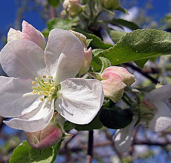 Яблоня домашняя