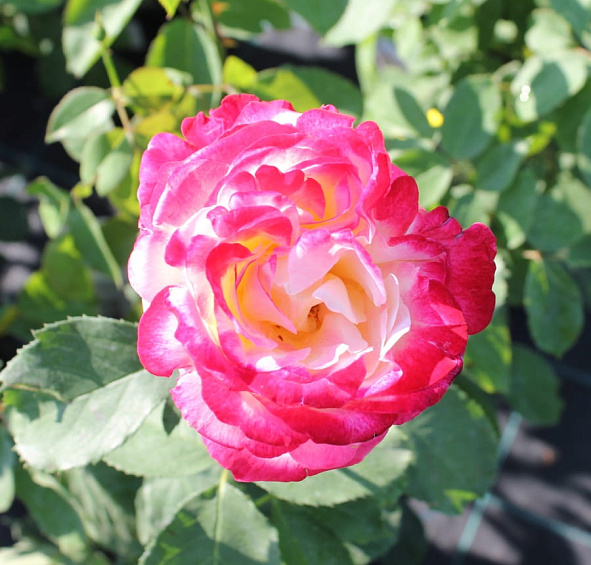 Роза 'Чандос Бьюти' (чайно-гибридная)(персиково - белая)