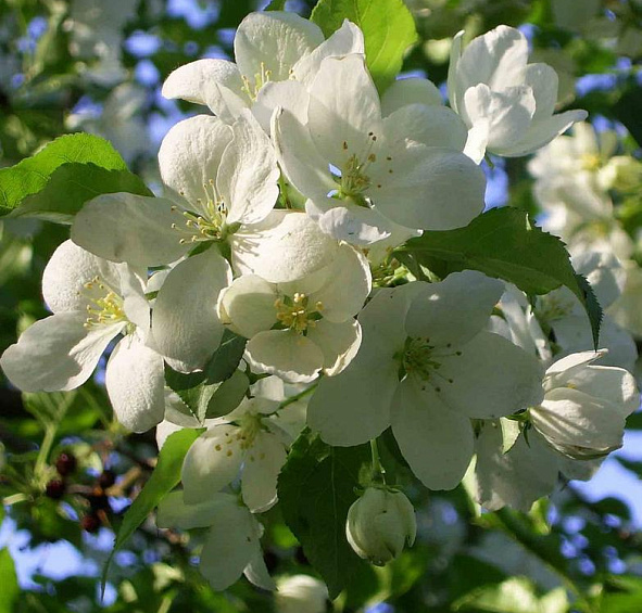 Яблоня домашняя