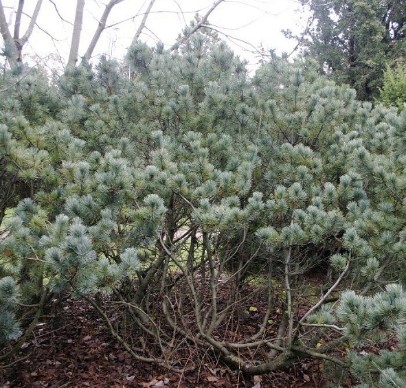 Сосна кедровая стелющаяся (кедровый стланник) 'Глаука'