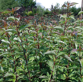 Дерен белый 'Кессельринги'