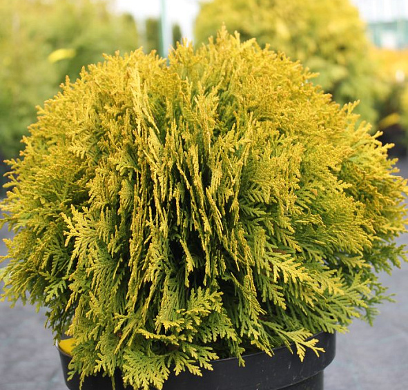 Туя западная 'Мириам'