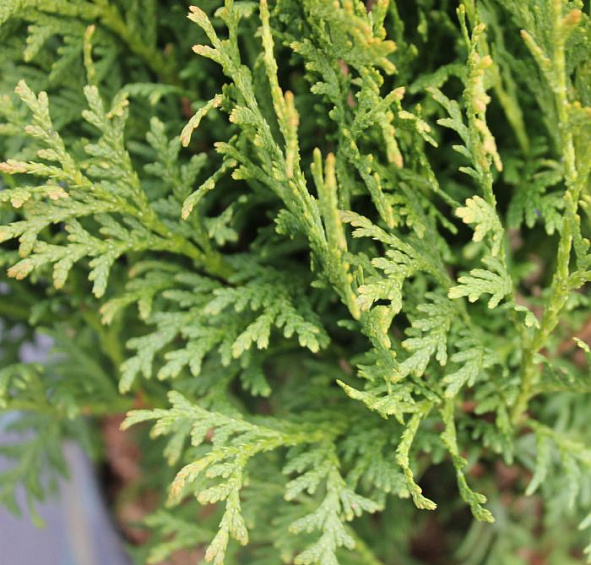 Туя западная 'Литл Гиант'