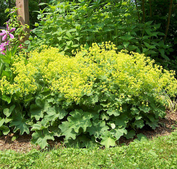 Манжетка мягкая