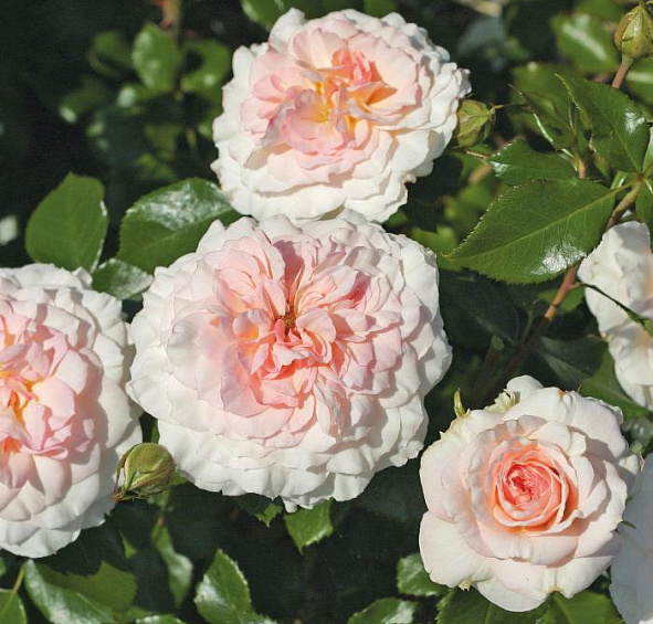 Роза Бременские музыканты (Bremer Stadtmusikanten)