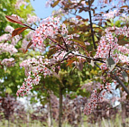 Фотоальбом Цветет Черемуха Колората Цветет Черемуха Колората (май 2012)