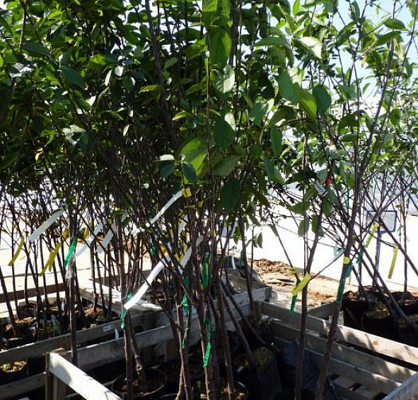 Вишня обыкновенная 'Владимирская'